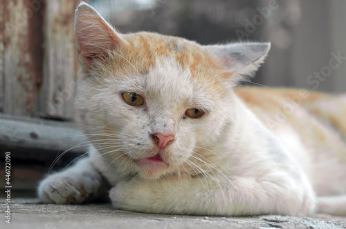 A sick brown-and-white stray cat abandoned on the street. The topic of veterinary medicine and animal cruelty