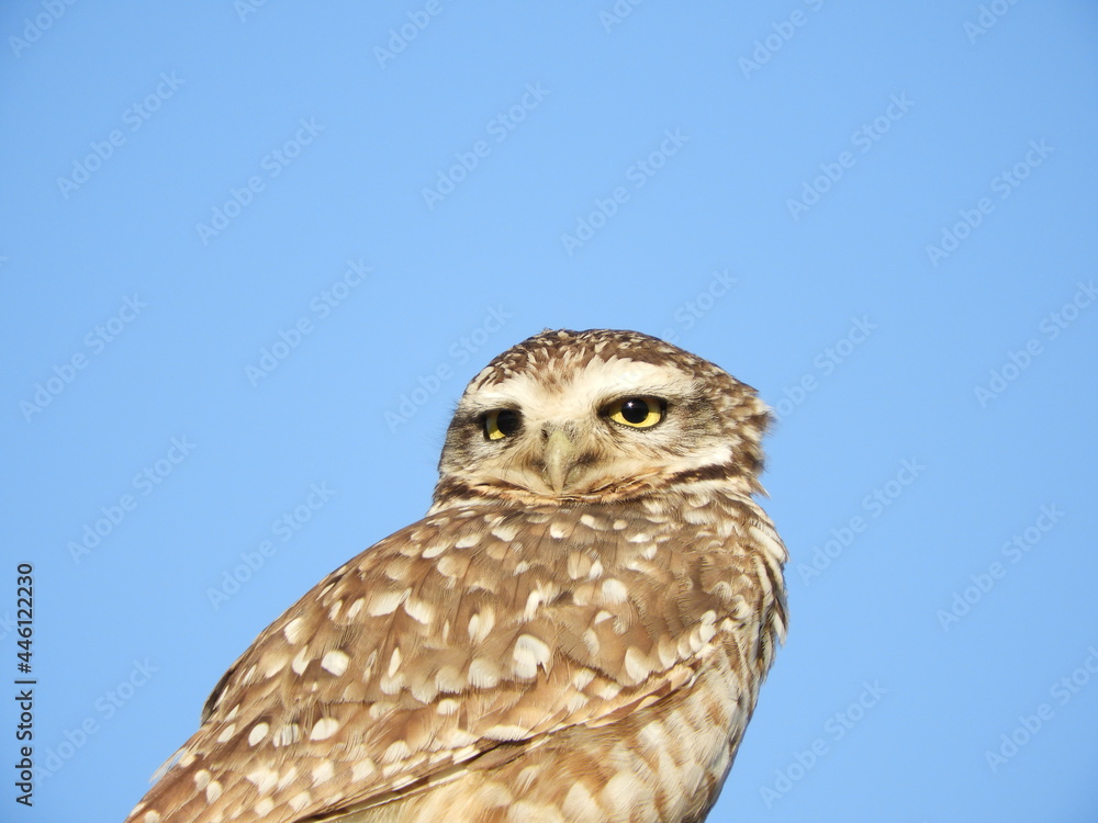 Obraz premium Athene cunicularia