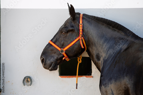 Face portrait of a beautiful black breton horse