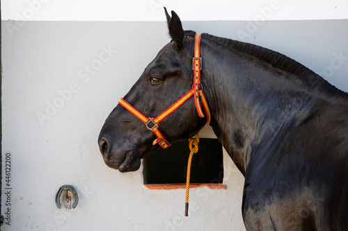 Face portrait of a beautiful black breton horse photo