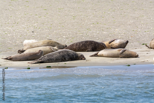 Animal collection  group of big sea seals resting on sandy beach during low tide in Oosterschelde  Zeeland  Netherlands