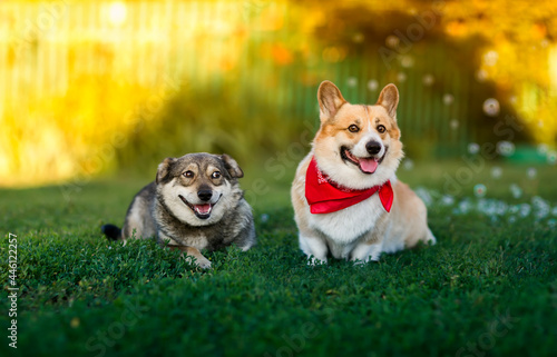 Photography two cute dogs with happy hordes are sitting in a summer sunny garden on the gree
