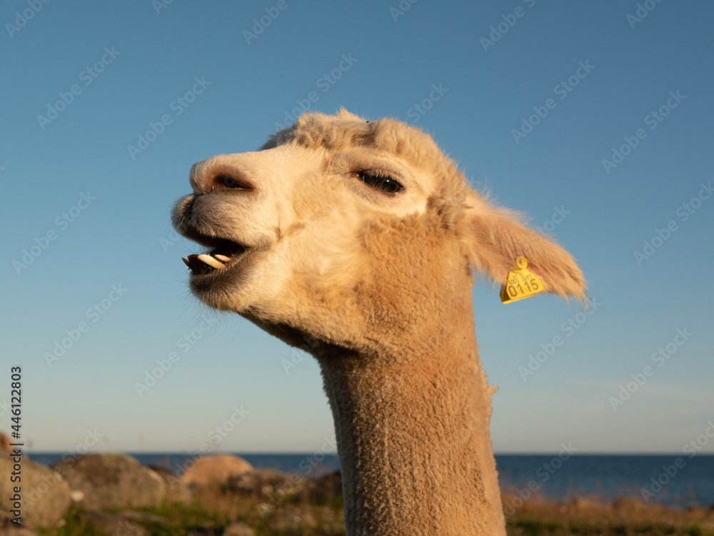 Obraz premium Llama closeups with eyelashes and teeth
