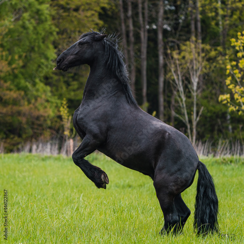 Black friesian horse runs gallop. © Lubos Chlubny