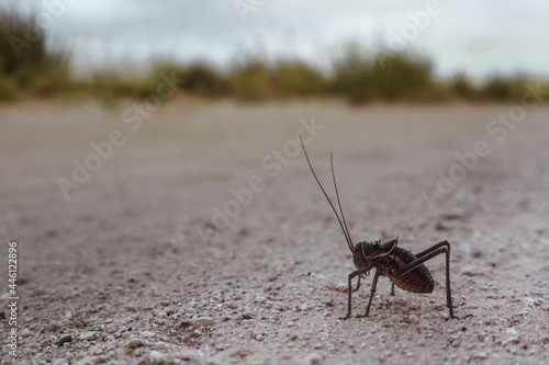 corn cricket in the sand
