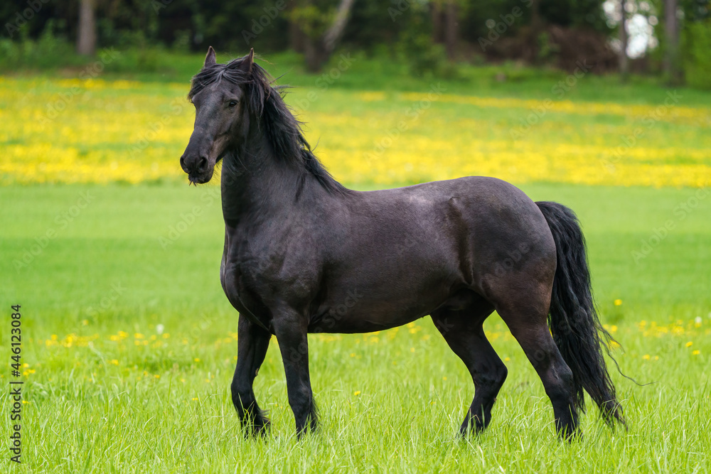 Friesian horse standing on a green field Friesian horse standing on a green field