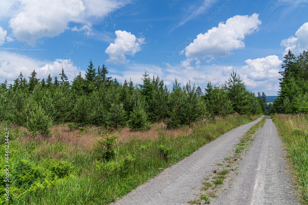 Road in forest. Forest footpath. Road in forest. Forest footpath.