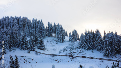 winter forest in the mountains