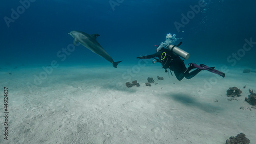 Fototapeta Naklejka Na Ścianę i Meble -  Diver and dolphin dive in the Red Sea