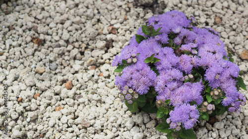 Floss flower close up in garden at hokkaido japan.