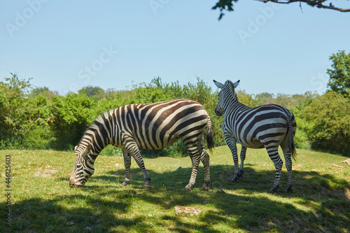 Beautiful zebras eating in the pasture.