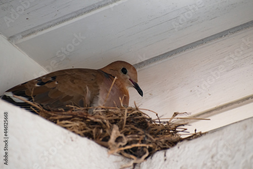 One brown zenaida aurita dove or sitting on a nest that rests on a wall and is sheltered by a roof. The bird can be seen from a side view showing an eye and her beak.