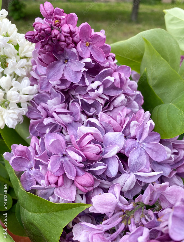 Beautiful bouquet of purple lilac Syringa vulgaris close-up