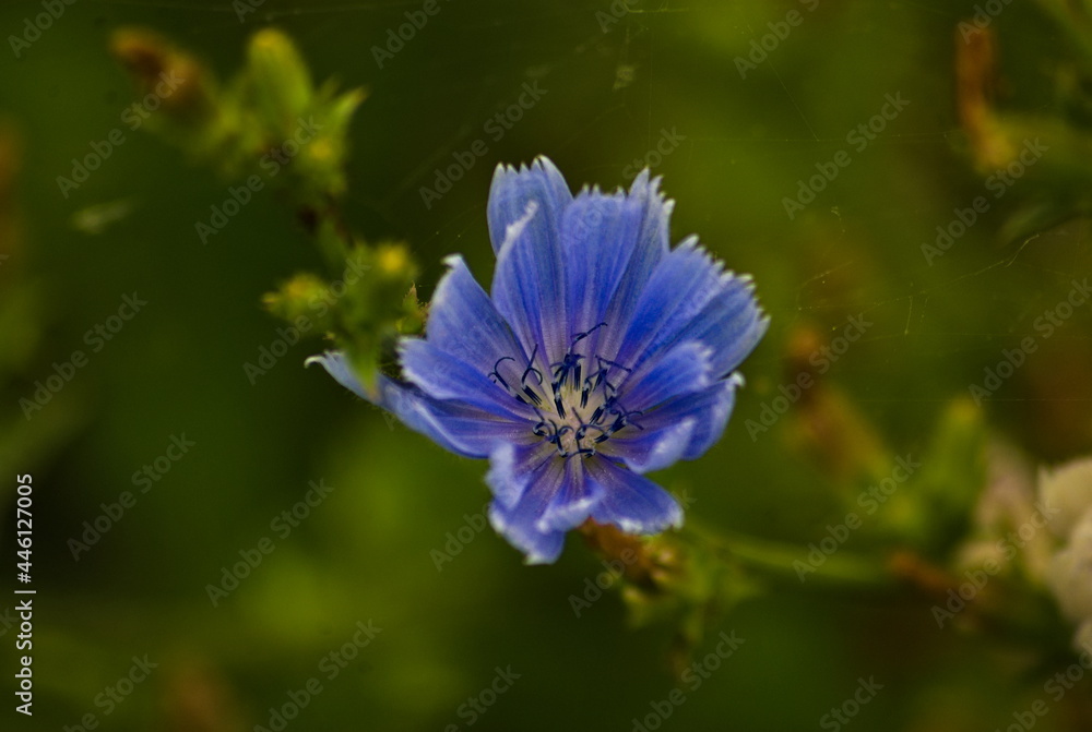 Kwiat cykoria podróżnik  (Cichorium intybus L.) .Chicory  - obrazy, fototapety, plakaty 