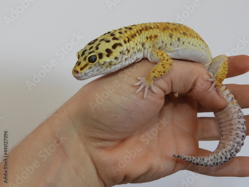 Gecko