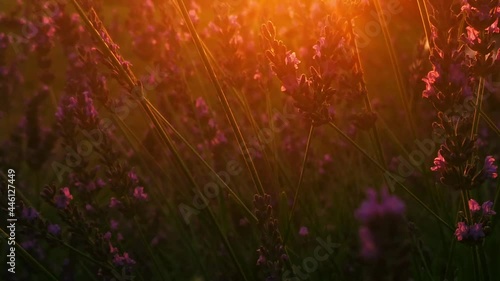 Lavender flowers and a flying bittern in the orange sunset light .