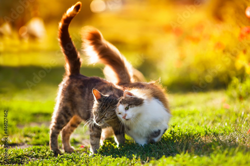 two cute cats in love they walk on the sunny green lawn hugging and caressing...