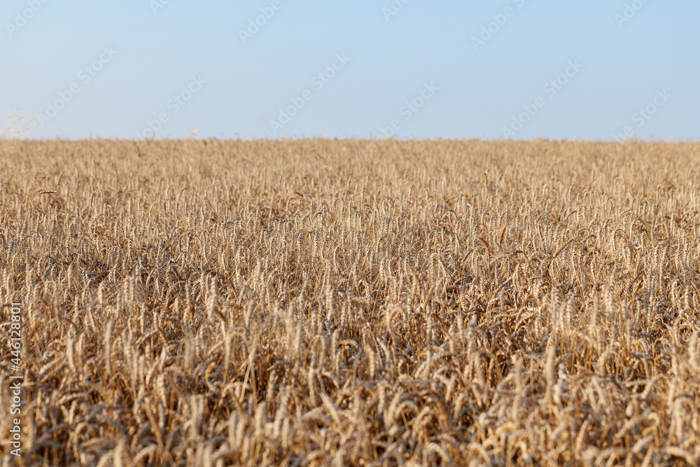 Ears of ripe wheat close-up. Wheat field. Beautiful Nature Sunset Landscape. Rural landscapes in bright sunlight. Ears of ripe wheat close-up. Wheat field. Beautiful Nature Sunset Landscape. Rural landscapes in bright sunlight.