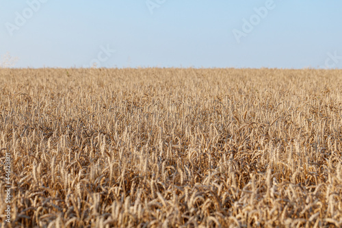Ears of ripe wheat close-up. Wheat field. Beautiful Nature Sunset Landscape. Rural landscapes in bright sunlight.