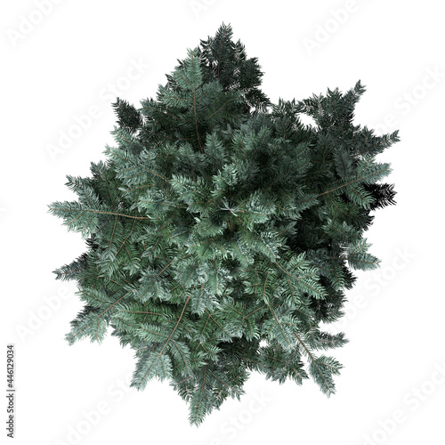 VEGETATION TOP VIEW - TREES AND BUSHES IN PLAN	