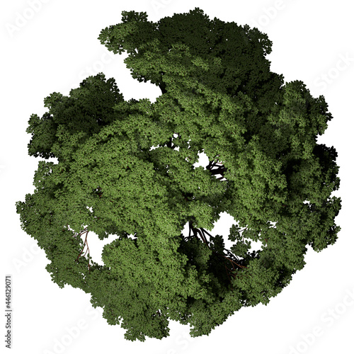 VEGETATION TOP VIEW - TREES AND BUSHES IN PLAN	