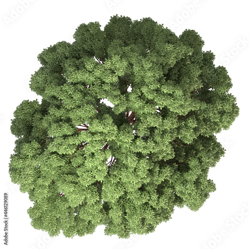 VEGETATION TOP VIEW - TREES AND BUSHES IN PLAN	 photo