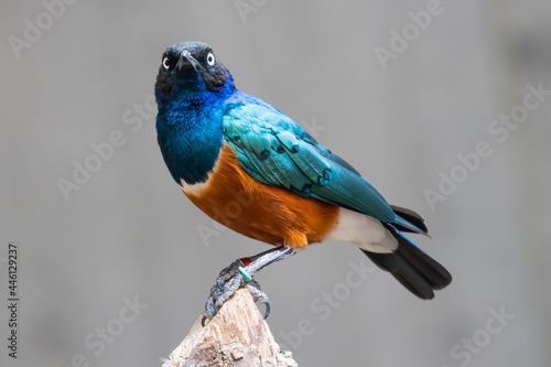 Bilde på lerret Superb starling - Lamprotornis superbus