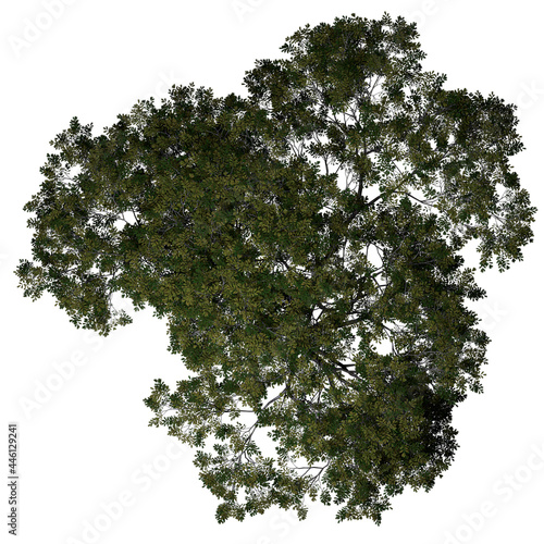 VEGETATION TOP VIEW - TREES AND BUSHES IN PLAN	