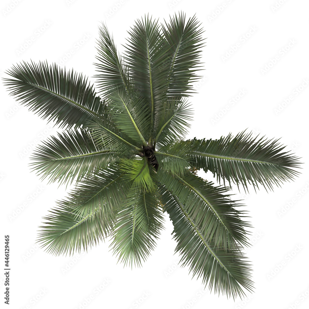 VEGETATION TOP VIEW - TREES AND BUSHES IN PLAN VEGETATION TOP VIEW - TREES AND BUSHES IN PLAN