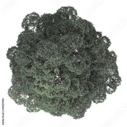 VEGETATION TOP VIEW - TREES AND BUSHES IN PLAN	