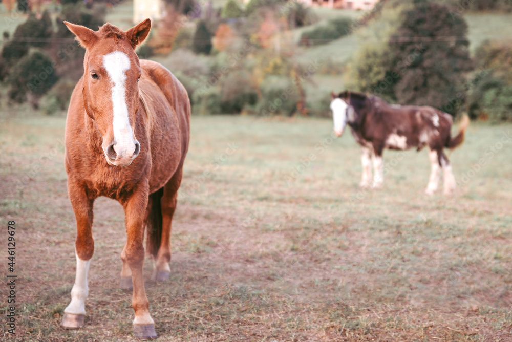 two horses in the field