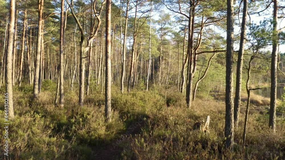 Drone shot flying on autumn pine tree forest. Slow flight in forest on fall season.
Drone shot flying on autumn pine tree forest. Slow flight in forest on fall season.