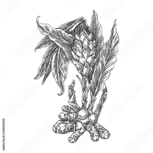 Ginger flower with root. Sketch. Engraving style. Vector illustration.