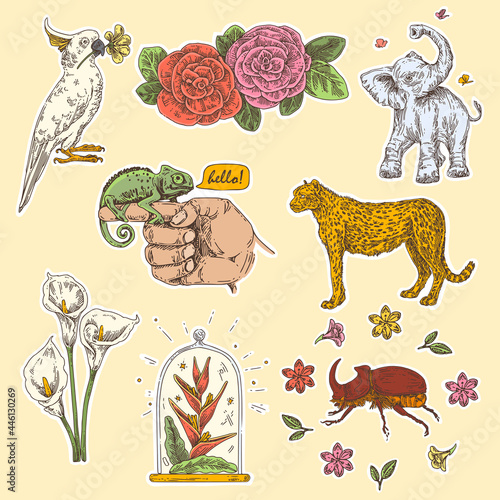 Set of tropical stickers. Elephant, cockatoo, cheetah, chameleon rhinoceros beetle and tropical flowers. Sketch. Engraving style. Vector illustration.