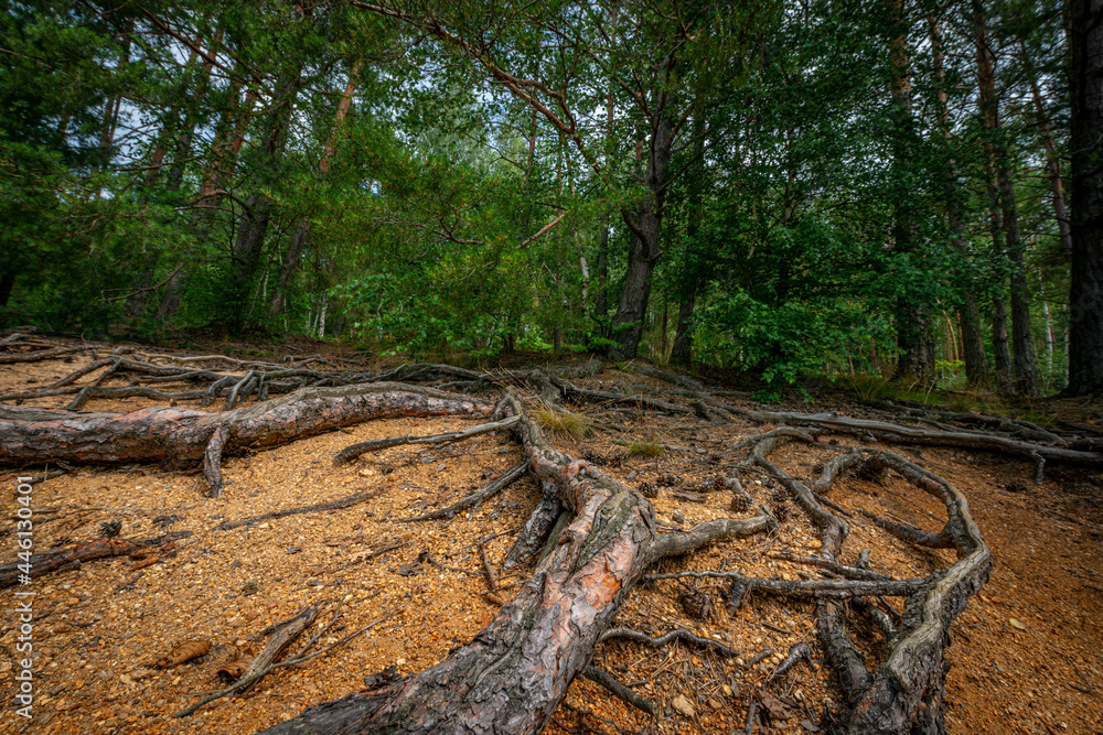 tree roots in sand - Pinus sylvestris, Scots pine tree roots in sand - Pinus sylvestris, Scots pine
