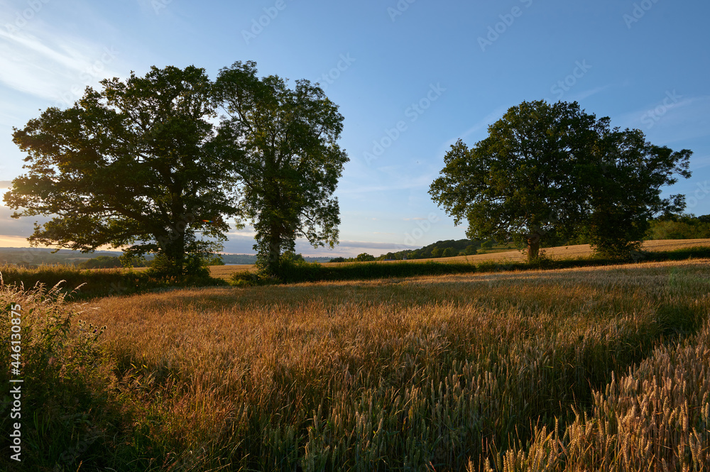 Agriculture corn field in english countryside in summer with blue sky in the evening with trees and hedges