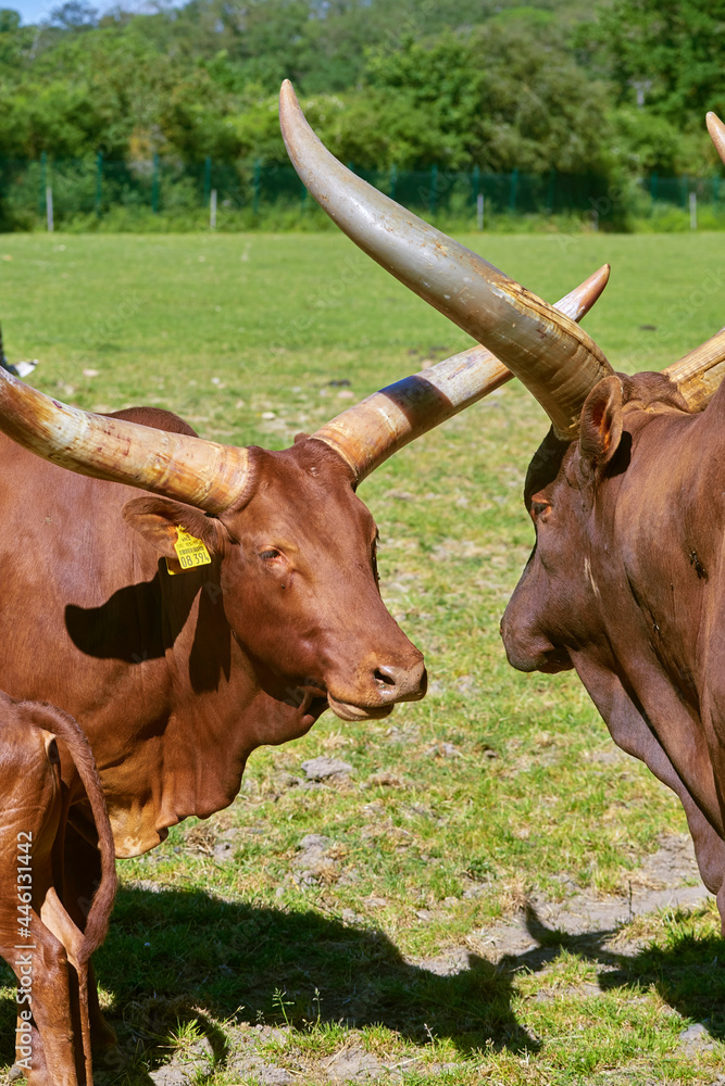 Beautiful Watussi cattle from East Africa on the pasture Beautiful Watussi cattle from East Africa on the pasture