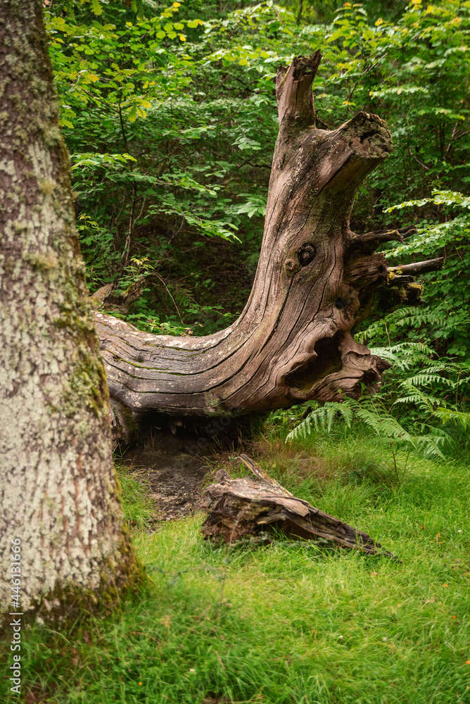 scary dead old oak tree scary dead old oak tree