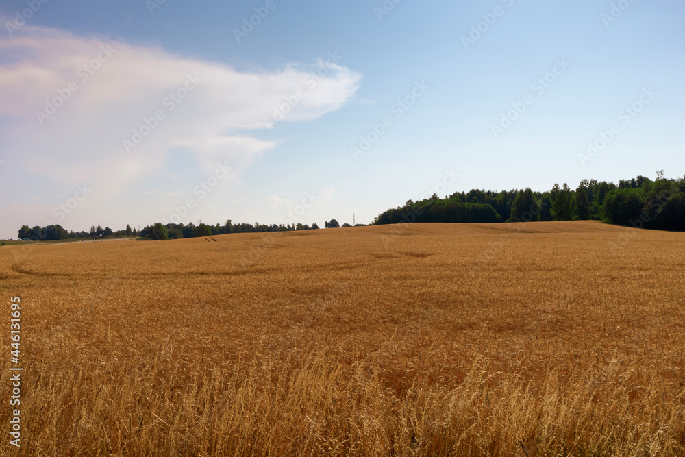 Large, wavy field with golden wheat before harvest