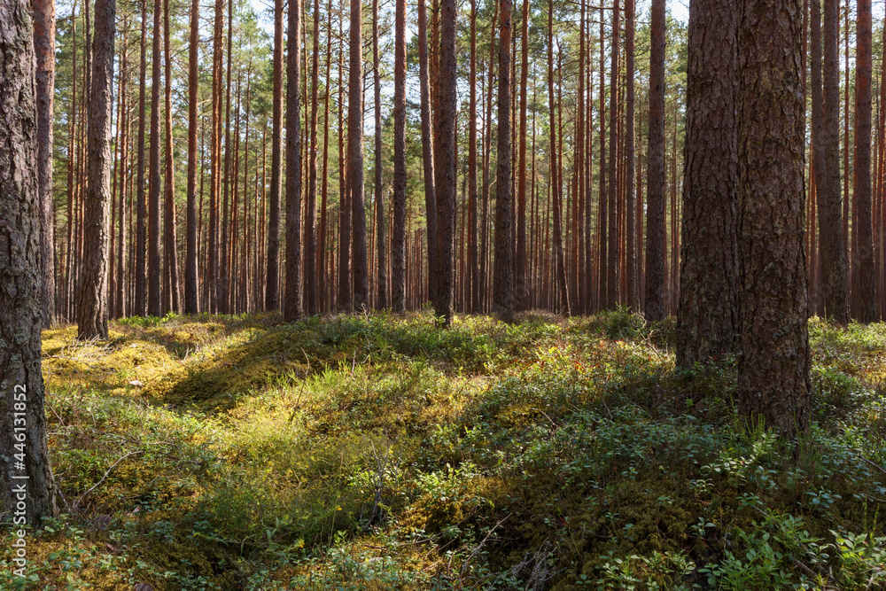 Obraz premium Pine forest in summer. The land is overgrown with plants, grass and moss. Untouched nature in the forest