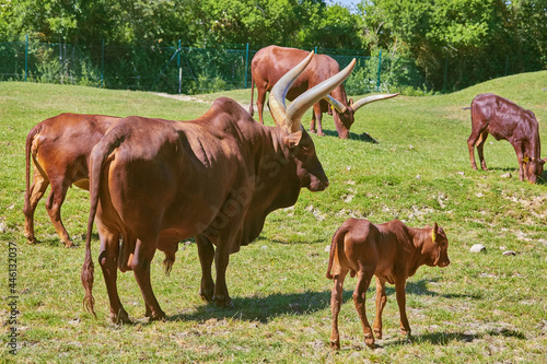 Beautiful Watussi cattle from East Africa on the pasture photo