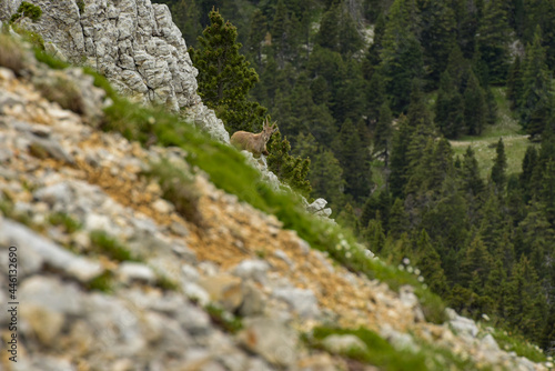 ibex in the french moutains © AUFORT Jérome