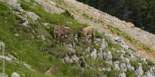 ibex fight in the french mountains © AUFORT Jérome