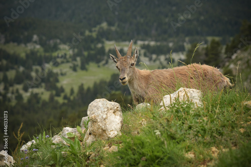 Fototapeta Naklejka Na Ścianę i Meble -  ibex in the french moutains