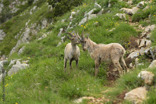 ibex family in the french moutains