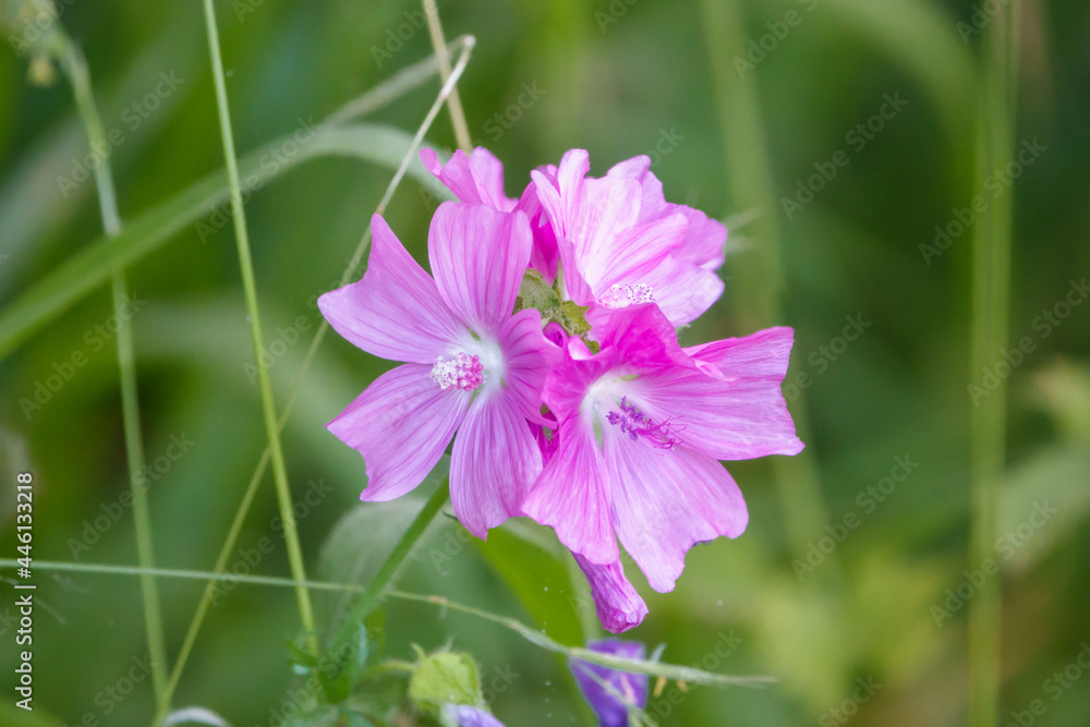 Beautiful pink Musk Mallow (Malva moschata) wild flower growing on Salisbury Plain UK Beautiful pink Musk Mallow (Malva moschata) wild flower growing on Salisbury Plain UK