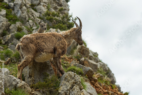 ibex family in the french moutains