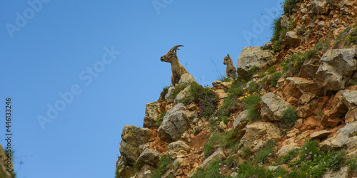 ibex family in the french moutains © AUFORT Jérome
