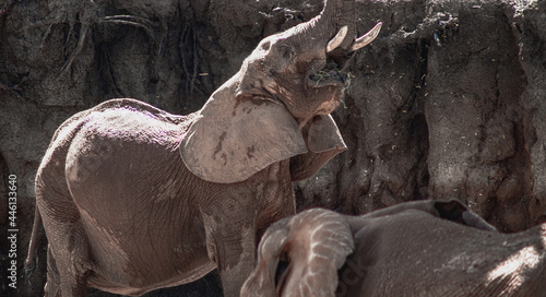 Photography two large adult elephants eating at Atlanta Georgia zoo