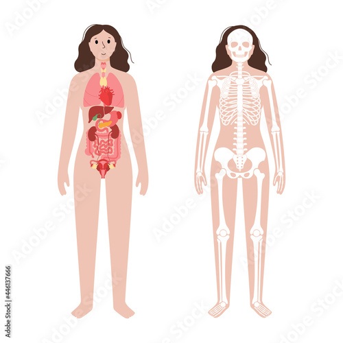 Organs and skeleton